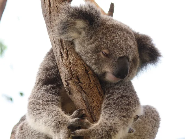 A koala holding a branch at Sydney Zoo